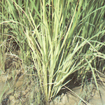 Yellow dwarf( Mycoplasmal Disease of Rice)
